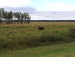Daddy - that bull has a very big beard and a giant hump on its back  - incidentally, Bison are hunted in these parts. We saw signs for Bison processing and shipping.
