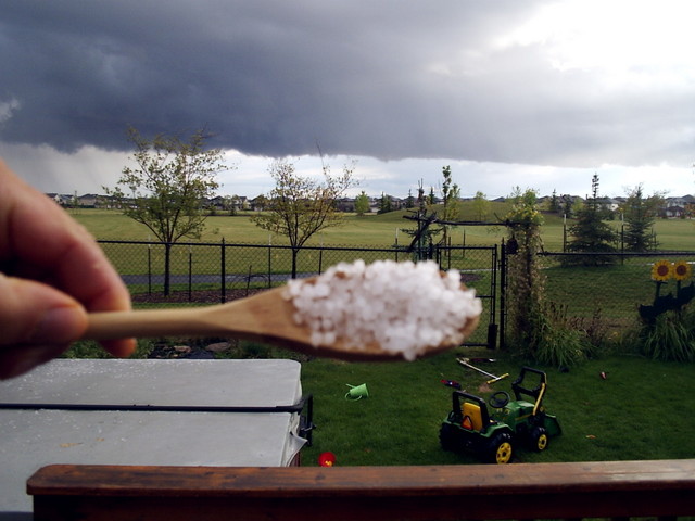 We pedaled through hailballs twice this large the day before - fully expect locust next.