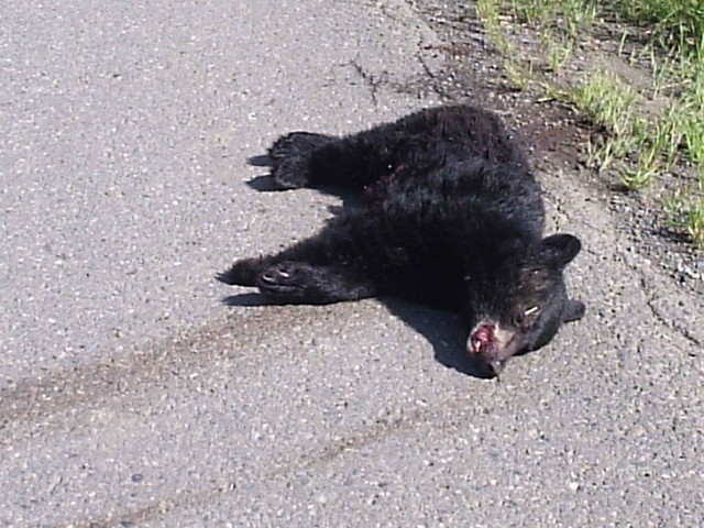 This was a very sad sight. a bear dead from a car or truck by the side of the road so close to Seeley Lake Provincial Park. Not two or three hours before we watched with awe as a family of bears - momma and three cubs, crossed the road safely, paying us about as much notice as the cat of nine tails growing by the roadside.